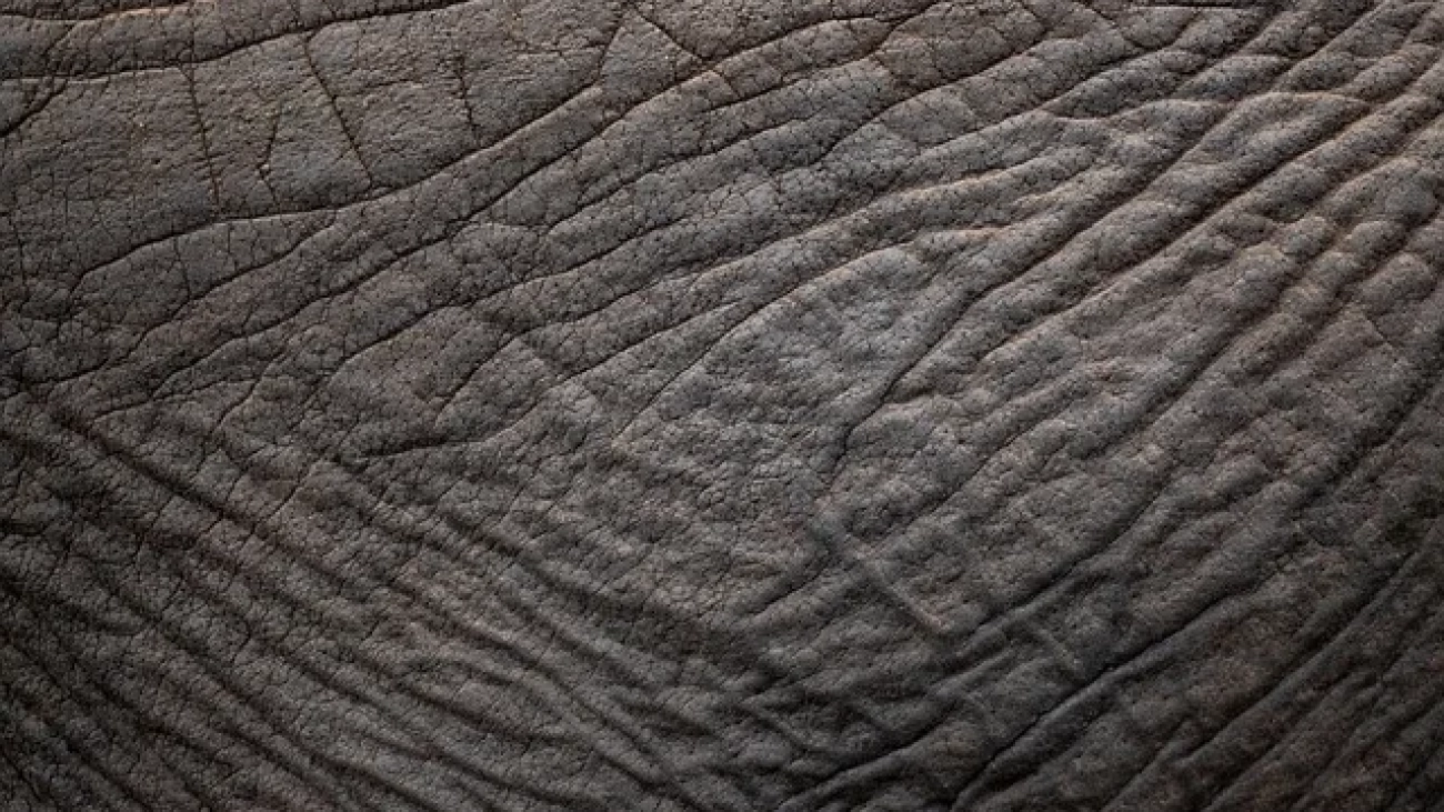 elephant-6780085_640